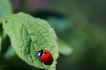 ladybug on green leaf