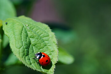 ladybug on a leaf