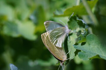 butterfly on a leaf