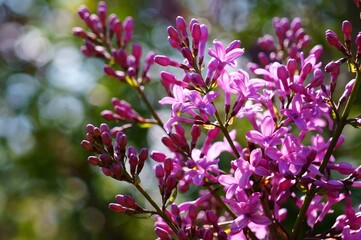 lilac flowers in spring