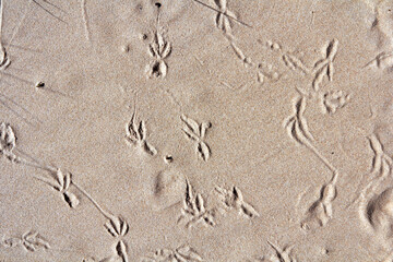 Close up bird footprints on a sand