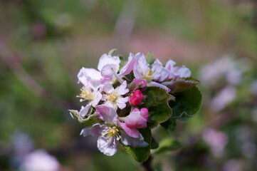 Fototapeta premium Blooming Apple tree.