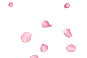 Blurred a group of sweet pink rose corollas on white isolated background with copy space and softy style 