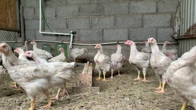 Free Range Chickens On The Farm
