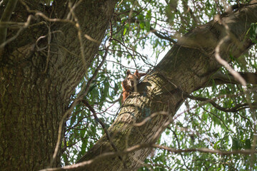 Red squirrel on tree.