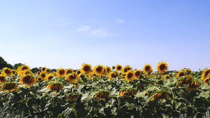 Landscape photo sunflower field and blue sky.