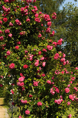 Fototapeta na wymiar Rose rosarote, Bienenfreundliche Beetrose 