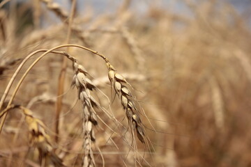 Fototapeta premium ears of wheat on the field