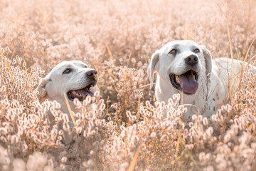 Labradory na łące © nitka_zaplatana