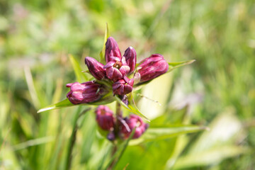 Flore, Pointe-Noire, RCongo