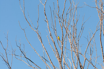 small yellow bird resting on bare branches under a blue sky