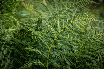 Close-up on fern in forest