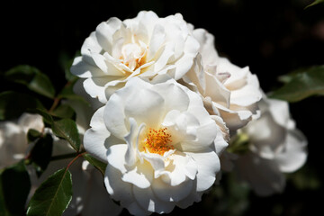 
white flower garden