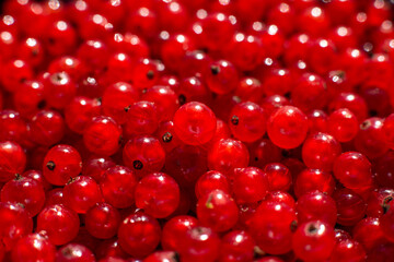 Red currant close up. Currant harvest