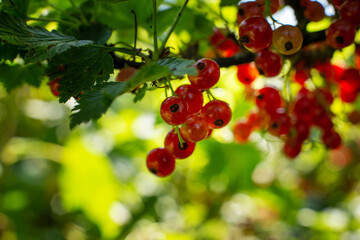 Red currant in the garden