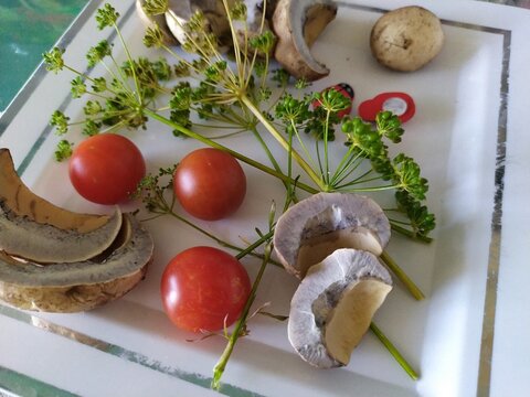 Fresh edible mushrooms red tomatoes sprigs of dill   rasks on the white plate
