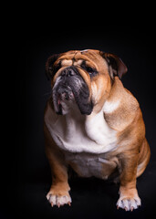 Red English Bulldog sitting on black background