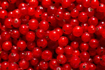 Harvest of red currant. lots of currants.