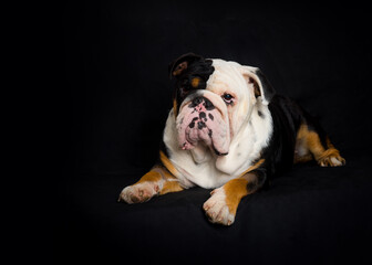 Black and white English Bulldog lying  on black background