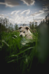 Słodki piesek w trawie © Bartomiej