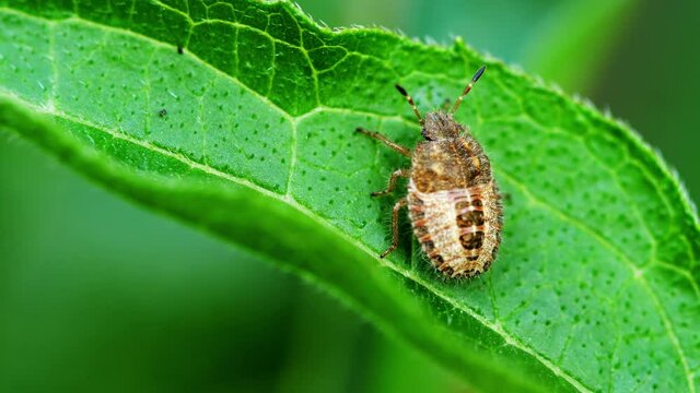 Bug on a leaf macro