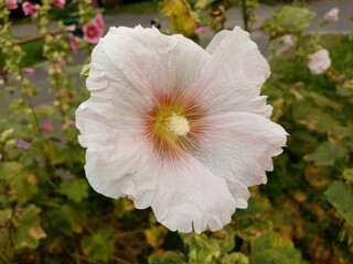 pink and white flower