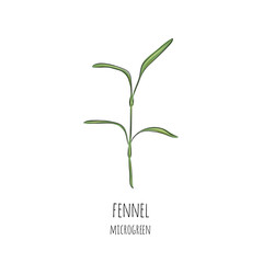 Hand drawn fennel micro greens. Vector illustration in sketch style isolated on white background.