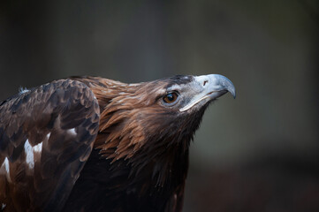 Beautiful eagle being curious