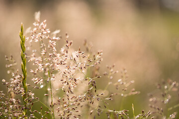 wild flowers in the field