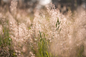 grass and water