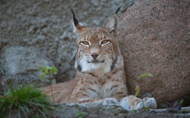 Eurasian lynx Lynx closeup portrait