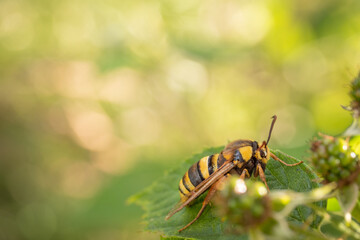 bee on a yellow flower