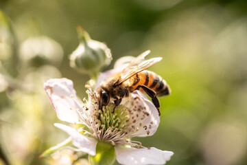 bee on a flower