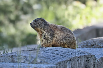 Marmot on the side of the road