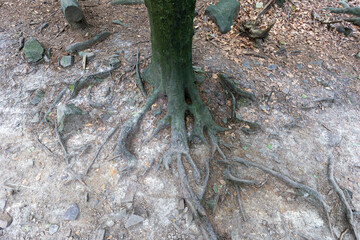Tree roots in forest, nature background