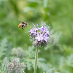 Tricolored Bumblebee  & Lacy Phacelia or Lacy Scorpion-weed