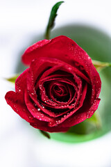 A red rose with water drops in vase.