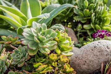 Collection of succulents