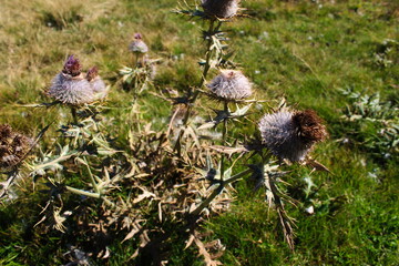 Huge Thistle with dried flowers on the meadow. On the mountain Bjelasnica.