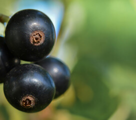 Black currant berries on a natural background close up