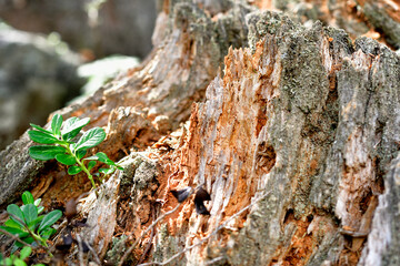 Contrast of a dead fir trunk and a new blueberry plant