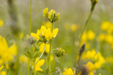 Obraz premium yellow flowers in spring