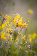butterfly on a flower