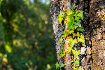 Close-uo of simple green ivory leaves growing on a tree.