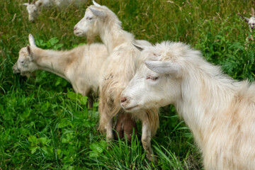 Muzzle of a white goat close-up against the background of other goats and green grass