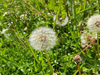 Dandelion flower in meadow in the springtime