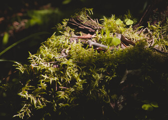 Stone Overgrown With Green Moss In Forest.