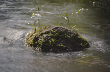 The young plant grows in a clear river stream near a rock