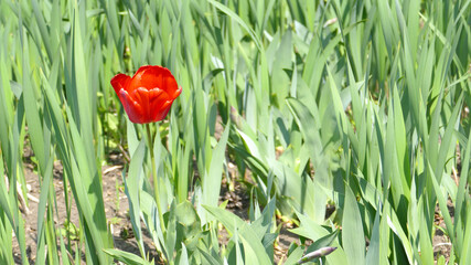 Only one red tulip in the green flowerbed - Stand out from the crowd concept