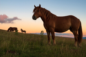 Cavalli al pascolo al tramonto